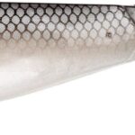 Dragon Guma Ripper Belly Fish Glow 2 6