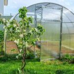 Sanicat Żwirek Zbrylający Się Świeża Bawełna 2 X 10 L