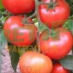 Funn Solo Es 34T Narrow Wide Tarcza Do Korb E Bike Czerwona