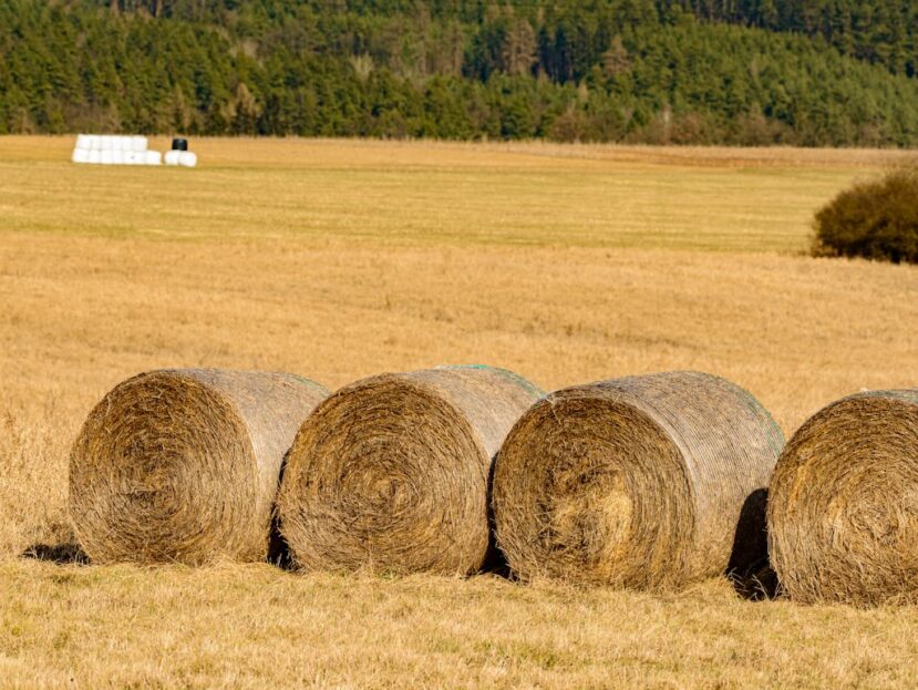 Nawozy wieloskładnikowe – kompleksowe wsparcie dla Twoich upraw