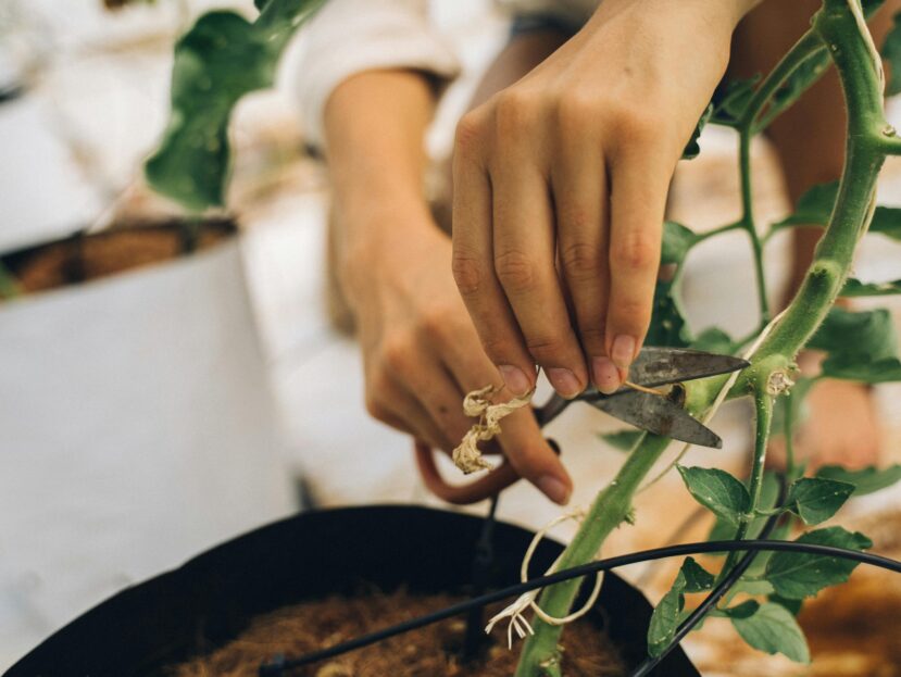 Wsparcie dla roślin – jak wybrać odpowiednią podporę?