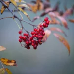 Szamba betonowe na deszczówkę: Jak wybrać najlepszego producenta?